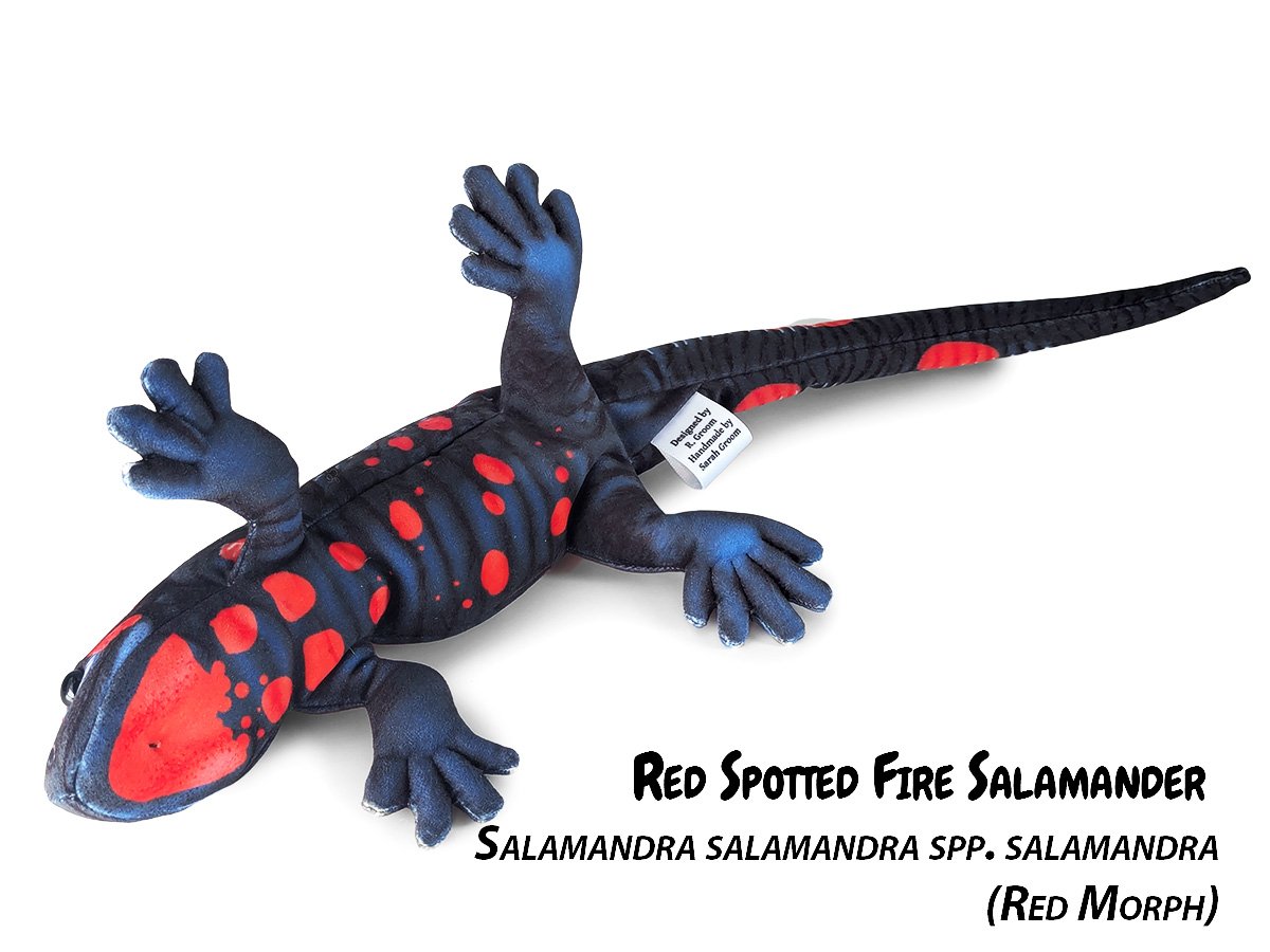 Salamandra Species — PALÆOPLUSHIES